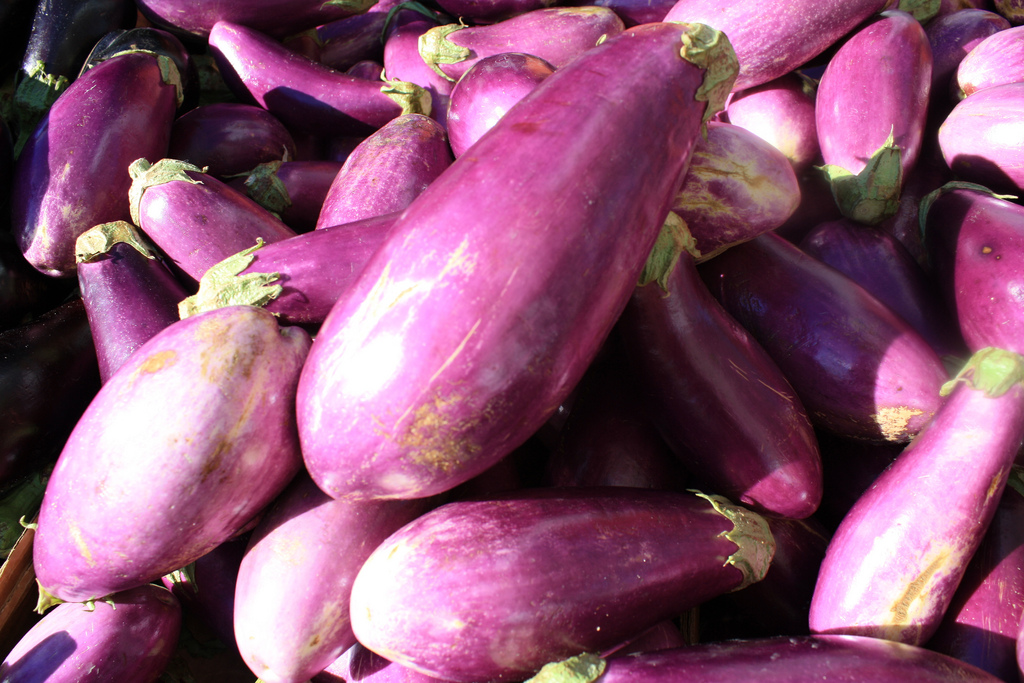 eggplant-westfield-area-csa