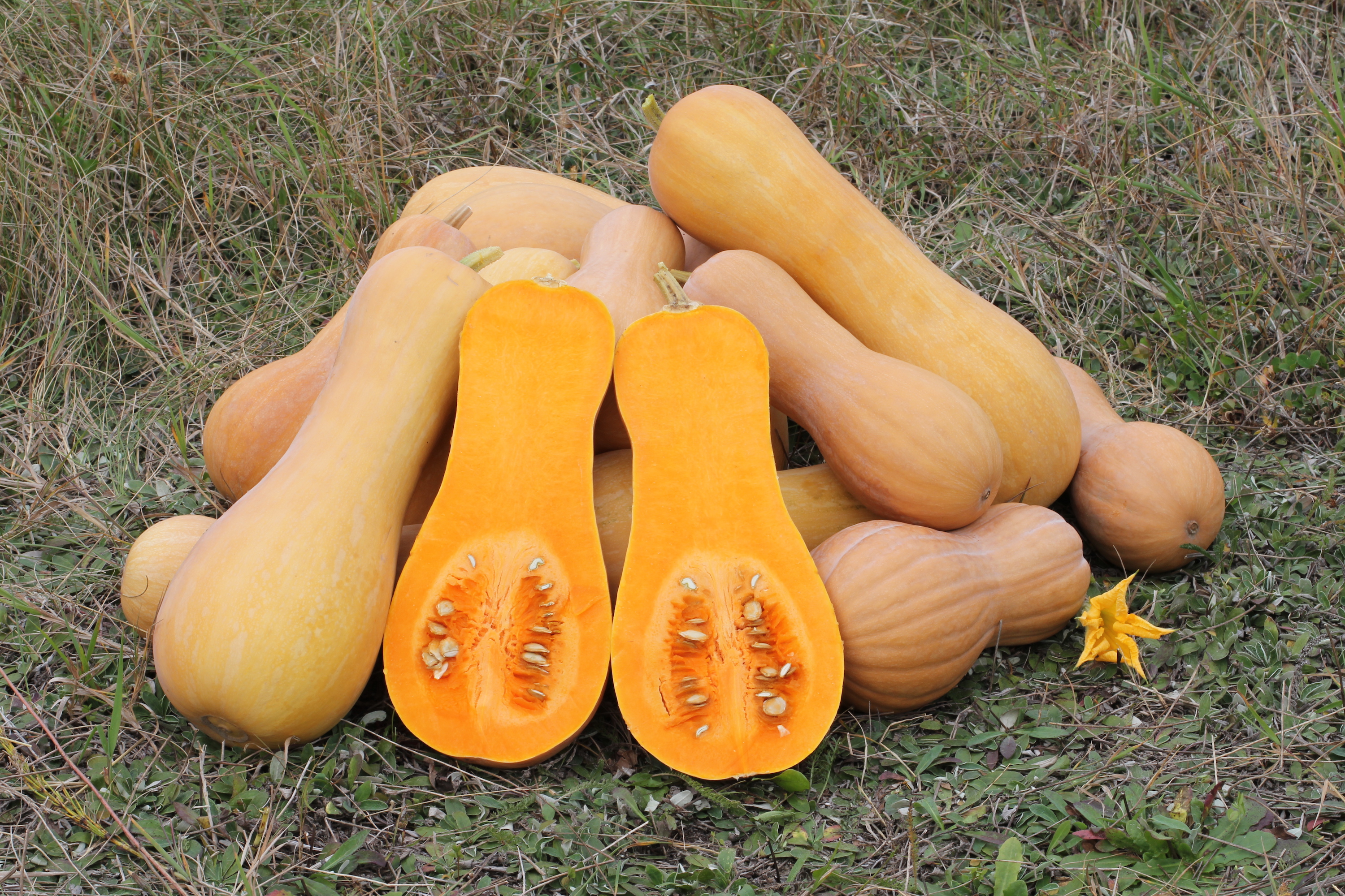 what is butternut squash called in mexico