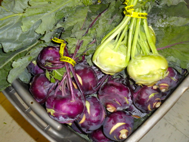 Kohlrabi