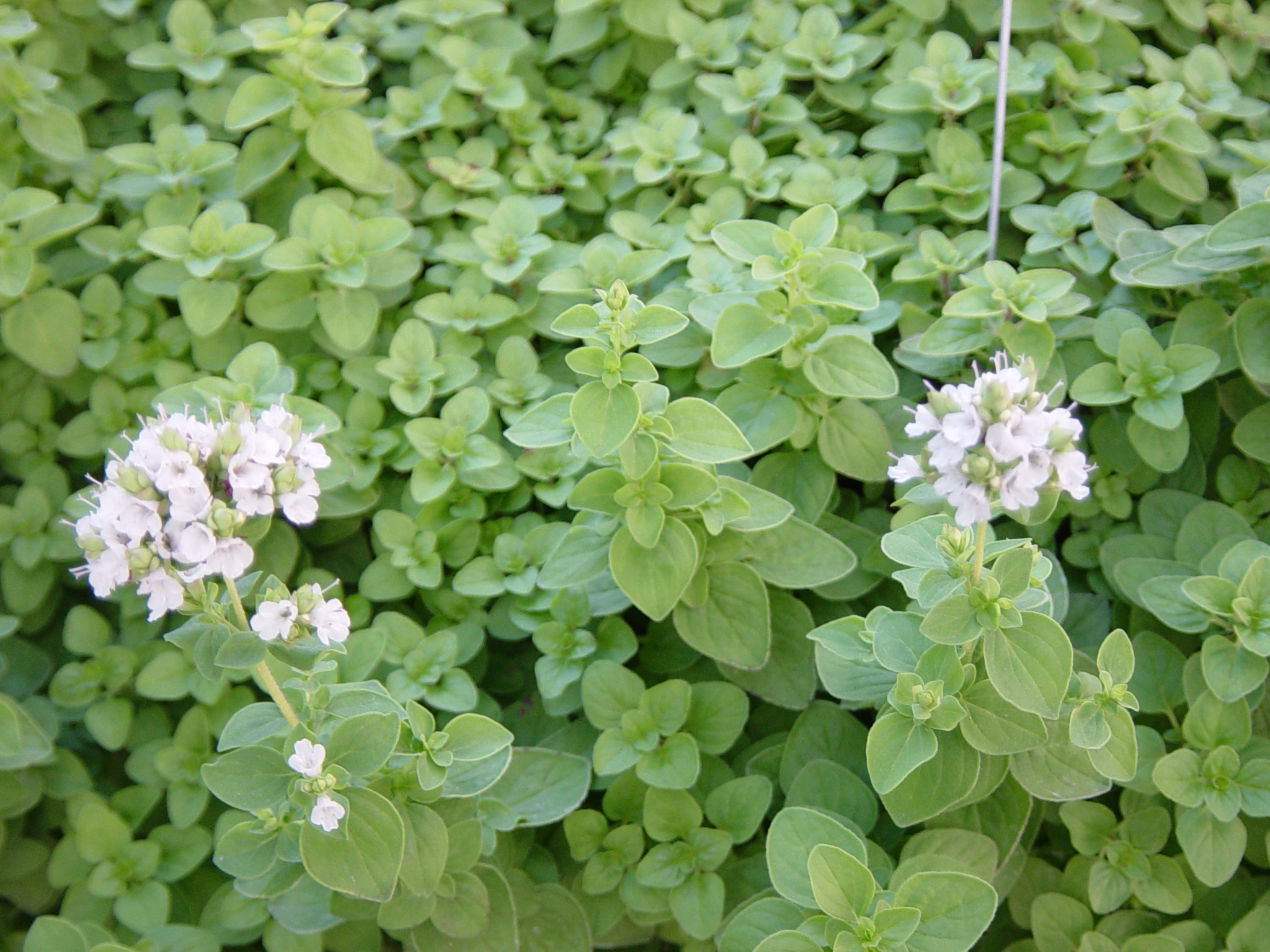 Marjoram