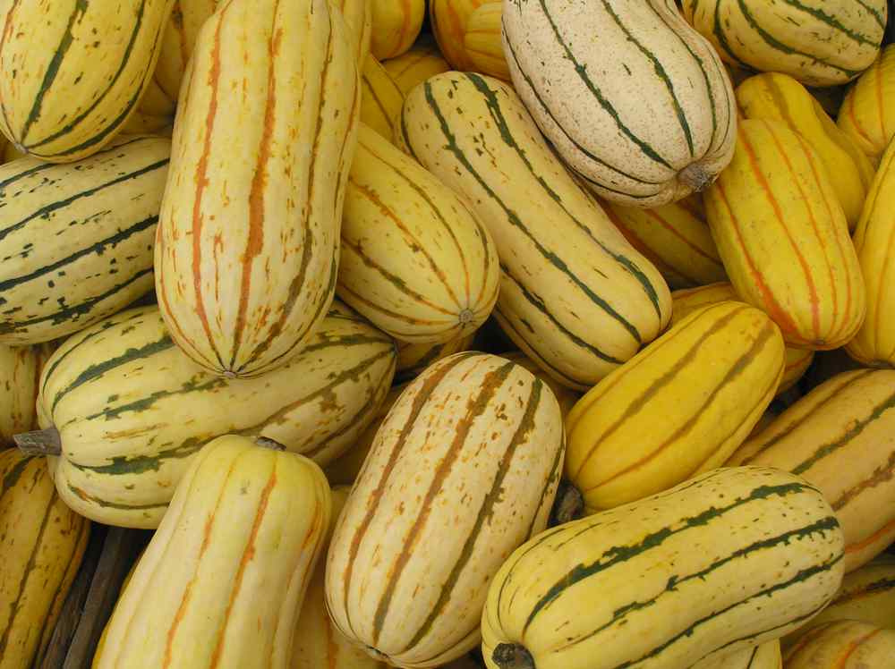 Delicata Squash