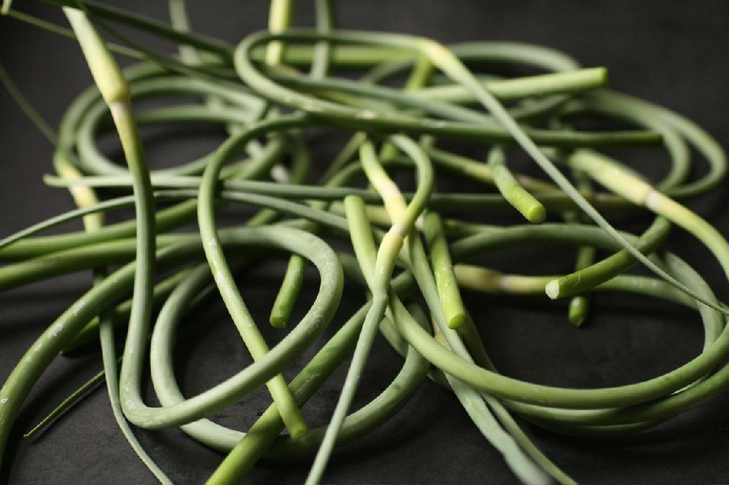 Garlic Scapes