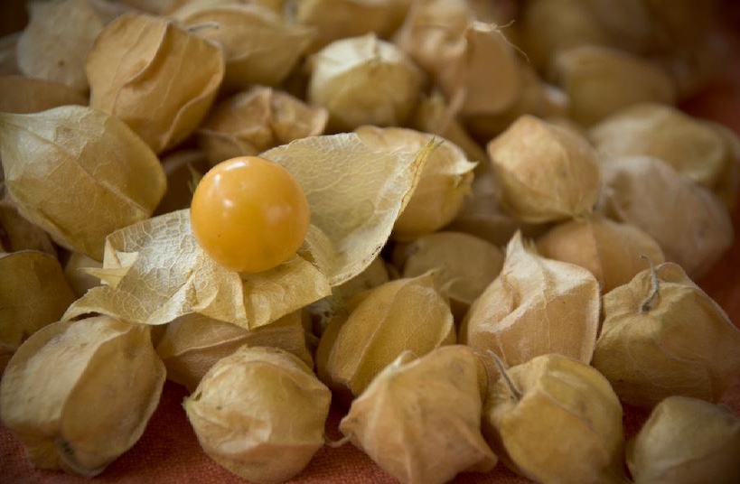 Ground Cherries