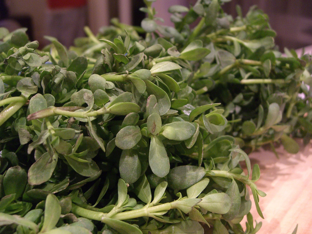 Purslane