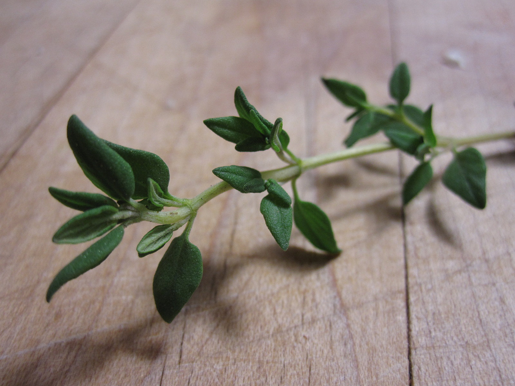 Thyme