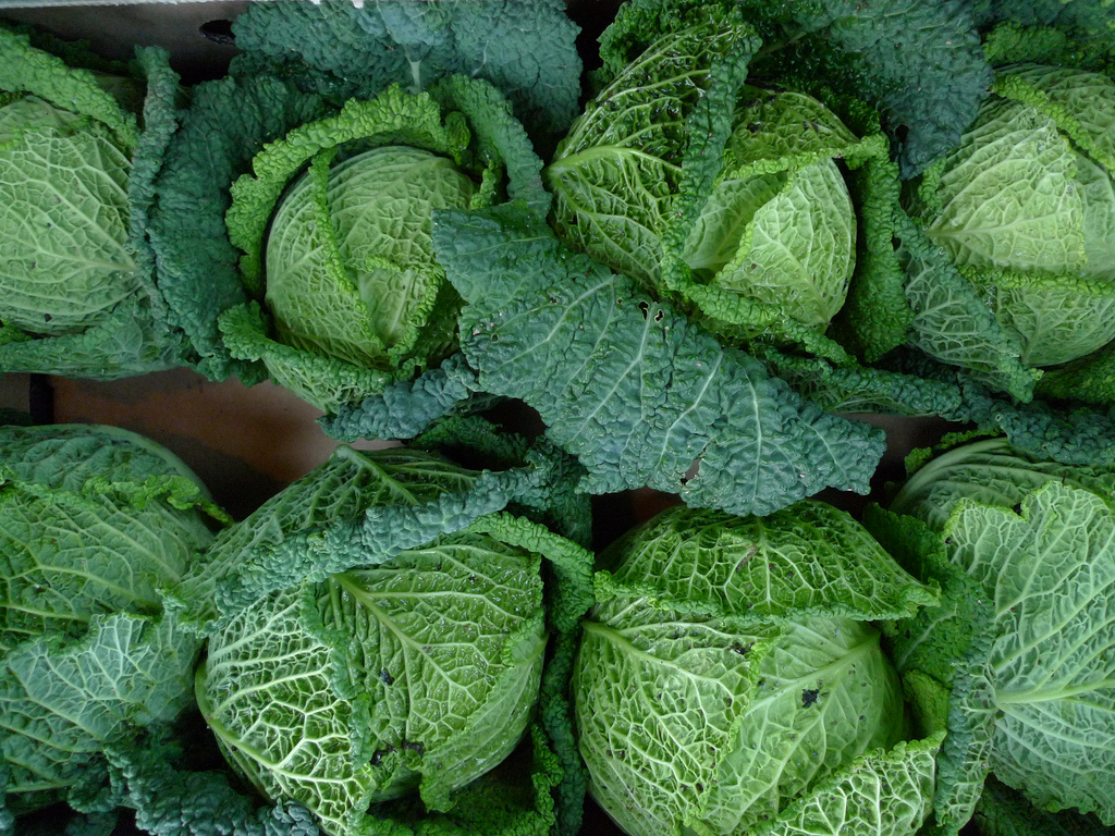 Savoy cabbage