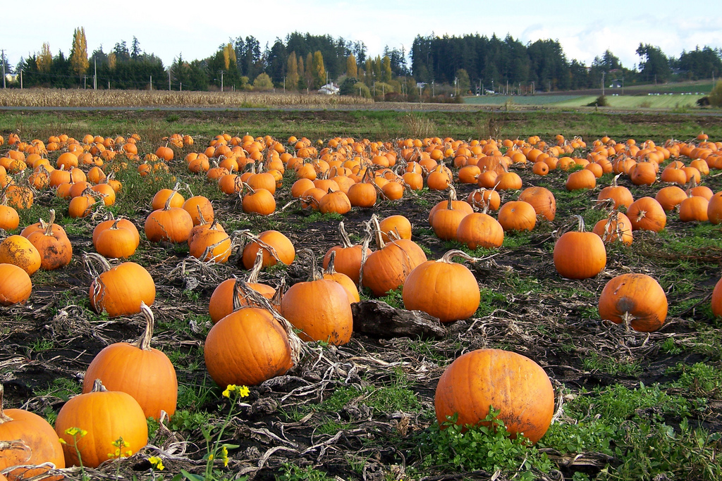 Pumpkin Patch