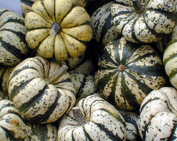 Sweet Dumpling Squash