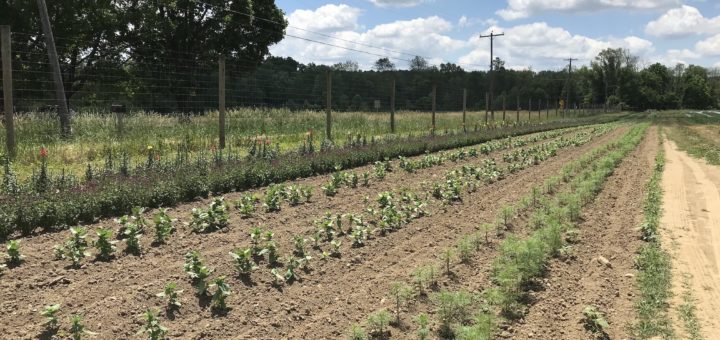 Circle Brook Farm