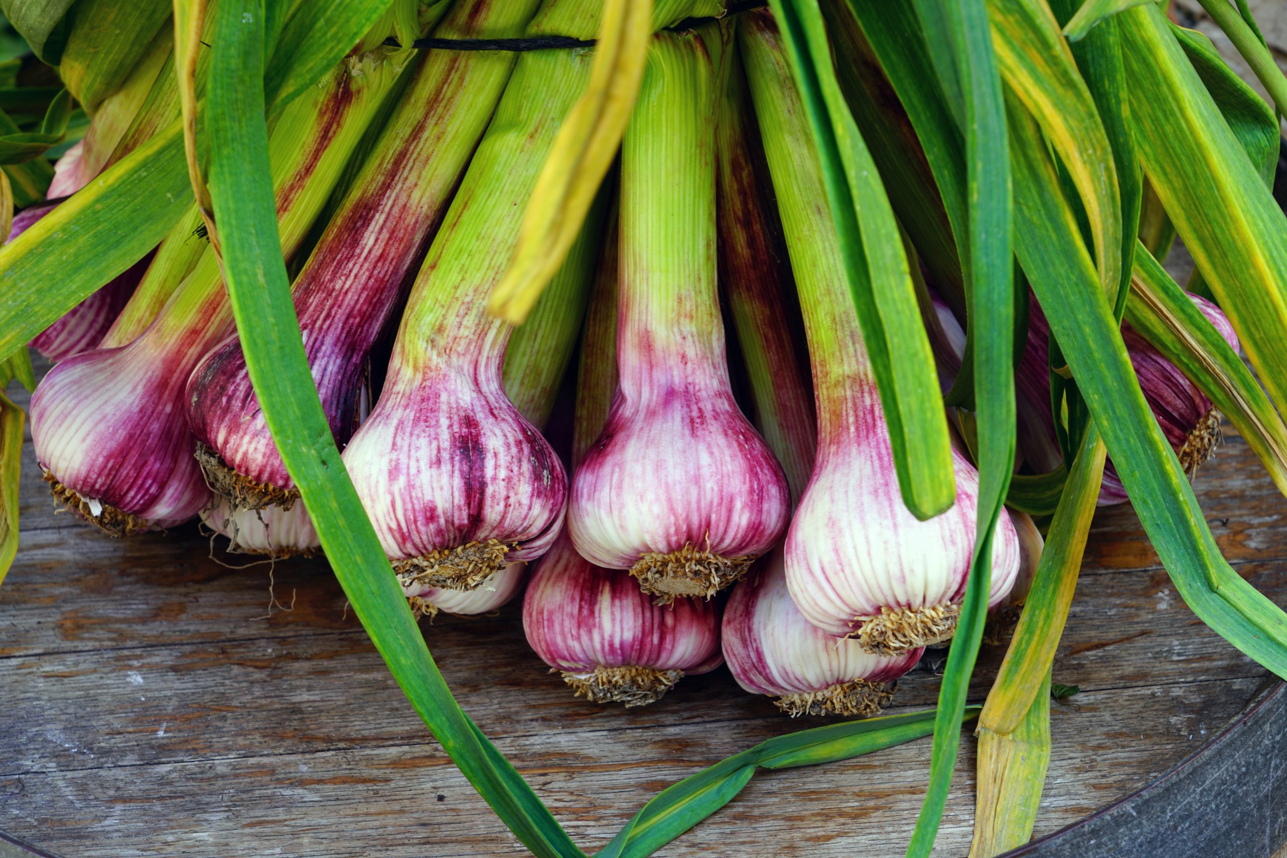 Spring Garlic